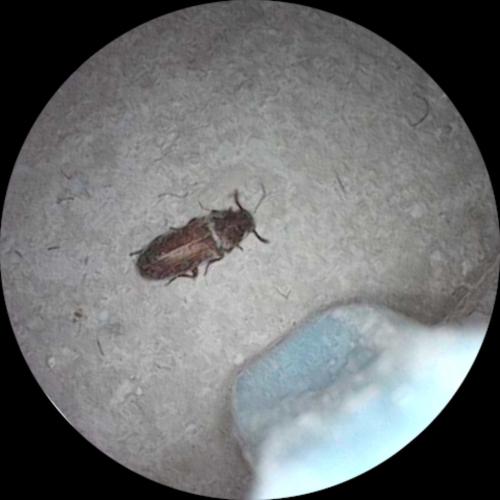 Tribolium sp.